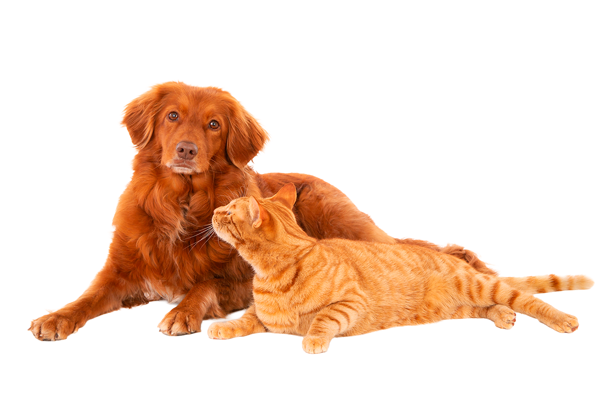 Inicio isolated shot ginger cat looking retriever dog looking camera white surface